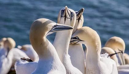 四川旋风失利，需总结教训