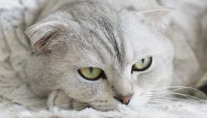 马其顿队横扫格鲁吉亚，晋级欧预赛八强